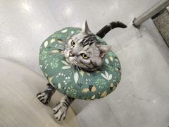-安安宠医宠物医院·异宠·犬猫内科(岳阳分院)