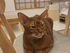 -Let's go狗咖·猫咖·奶狗·桌游(春熙路IFS店)