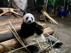 -海南热带野生动植物园