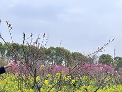 -南汇桃花村