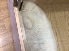 -屋虎猫馆(宝安大仟里店)