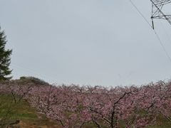 -河口景区