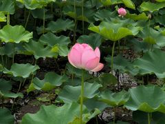 -尚贤河湿地
