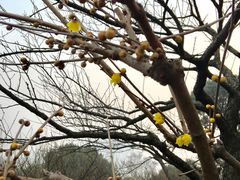 -香雪海