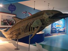 -烟台海昌鲸鲨海洋公园