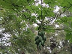 -北海金海湾红树林生态旅游区
