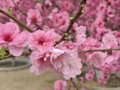 -石家庄市植物园