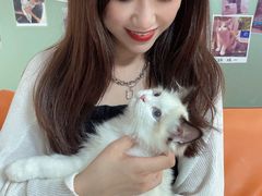 -lincat·猫舍(广州店)