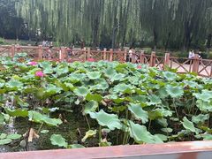 -丰台科技园生态主题公园