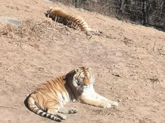 -大连森林动物园