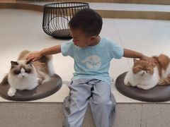 -飞行喵MR PILOT|猫舍·猫咖(静安大融城店)