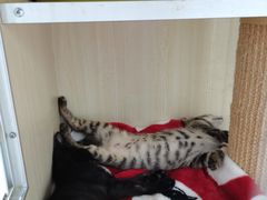 -佳雯宠物医院·皮肤科·内外科(春晓路分院)