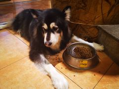 -more than meow吴止猫主题餐厅(承德 中船汇店)