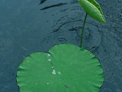 -桂湖森林公园