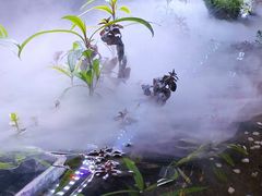 -CHIC1699远洋私厨