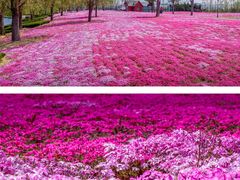 -羊亭河湿地公园