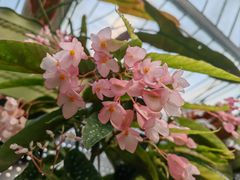 -上海鲜花港