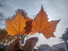 -北京园博大酒店