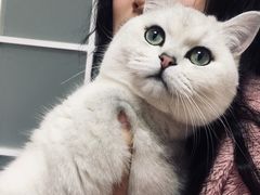 -喵zoo家庭繁育猫舍(尖东智能花园店)