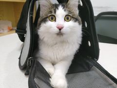 -中农大我爱我爱动物医院·核磁CT·猫病·24小时夜诊中心(石佛营店)
