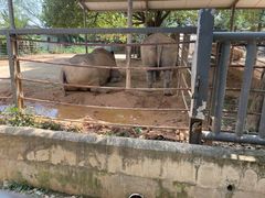 -东莞香市动物园