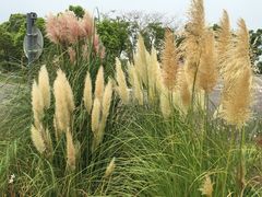 滴水湖皇冠假日酒店-上海滴水湖皇冠假日酒店