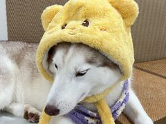 -星多哈·狗咖·拼豆·咖啡