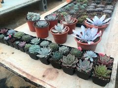 android_upload_pic-南农多肉大棚