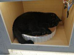 -喵园·猫主题咖啡厅·撸猫·猫咖(国贸店)