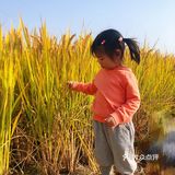 刚巧有开廉节，有几个演出。估计下周之后稻子都没了吧…
