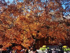 -香山公园