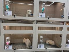 -唐小姐の私宠·宠物洗护美容·撸猫馆·购宠(周浦万达旗舰店)