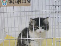 -柴迷FANS CLUB·柴犬狗咖·猫咖