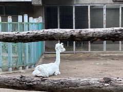 -北京动物园