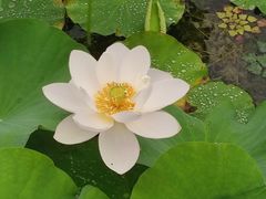 -澹台湖公园