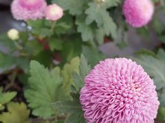 -荷兰花海