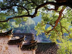 -杨家堂村