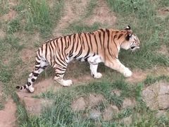 -青藏高原野生动物园