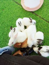 -萌宠亲子动物乐园(槐房万达店)