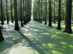 -渌洋湖湿地公园