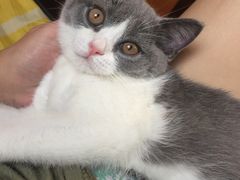 -芭比堂宠物医院·全科爱猫医院·仁德分院