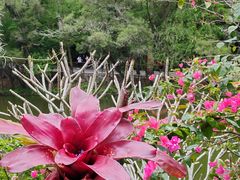 -深圳仙湖植物园