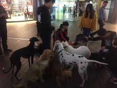 -萌喵宠狗爱心宠咖