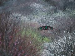 -香雪海