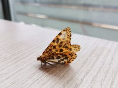 -牛背梁国家森林公园