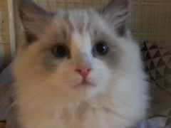 -猫咖时代(中山亭店)