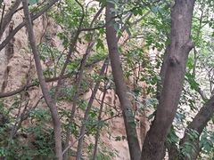 -大岭沟猕猴桃谷风景区