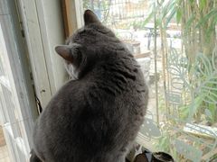 -海边的猫和咖啡馆