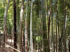 -上海佘山国家森林公园天马山园