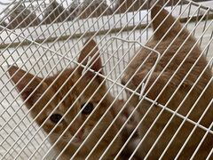 -宠颐生汉谟拉比宠物医院